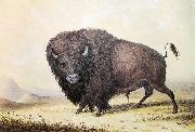 unknow artist George Catlin Bull Buffalo oil painting on canvas